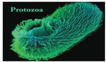 অণুজীবের প্রকারভেদ