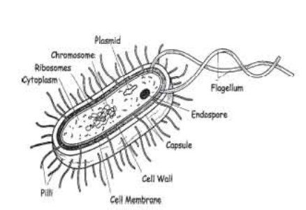 অণুজীবের প্রকারভেদ