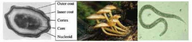 অতি ক্ষুদ্র জীবানু অনুজীব