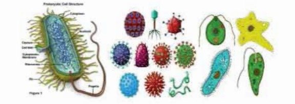 অতি ক্ষুদ্র জীবানু অনুজীব