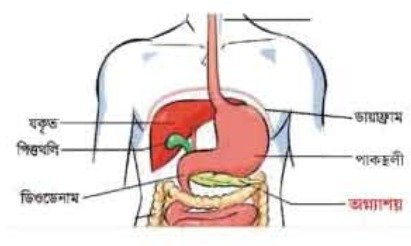 রক্তে গ্লুকোজের পরিমাণ