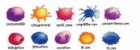 রোগ প্রতিরোধ