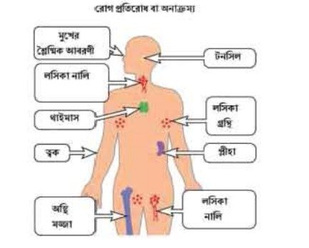 রোগ প্রতিরোধ