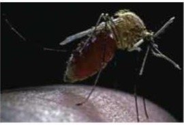 মশাবাহিত রোগ