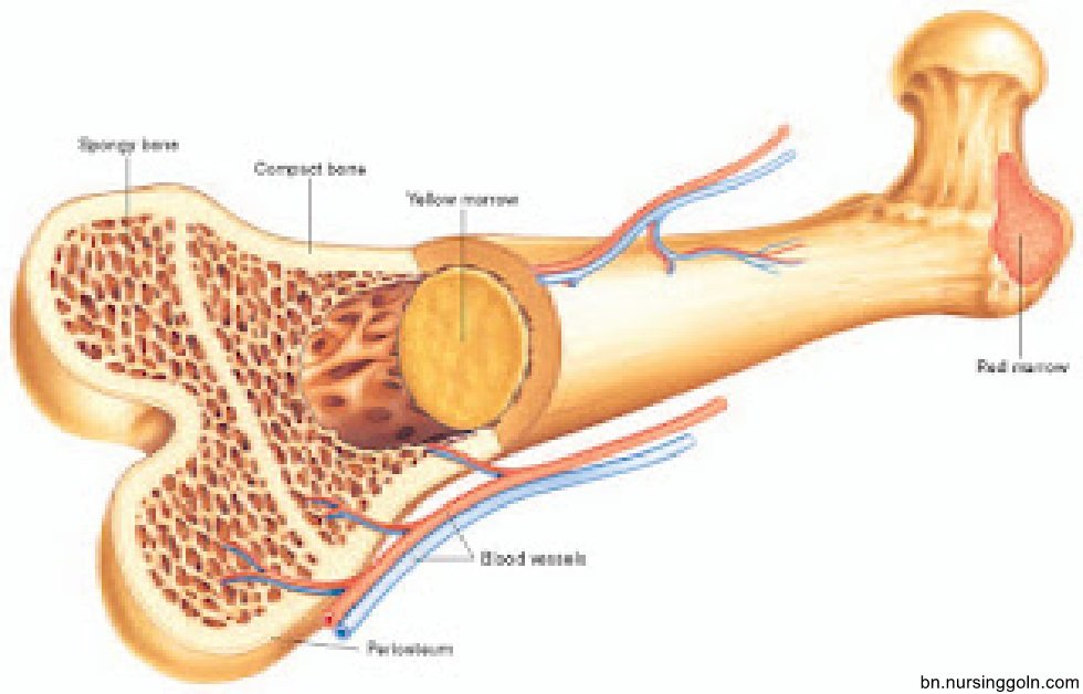 প্রাণিটিস্যুর প্রকারভেদ