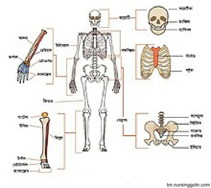 কংকাল / অস্থি তন্ত্র (Skeletal system)