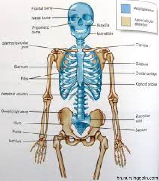 কংকাল / অস্থি তন্ত্র (Skeletal system)