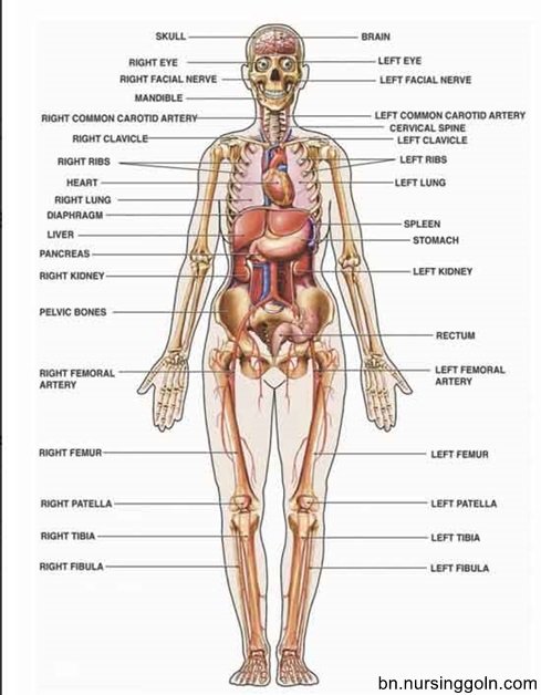 কংকাল / অস্থি তন্ত্র (Skeletal system)