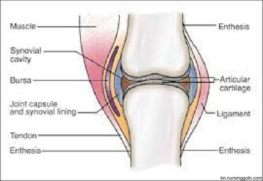 অস্থিসন্ধির শ্রেণিবিন্যাস