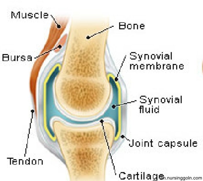 অস্থিসন্ধির শ্রেণিবিন্যাস