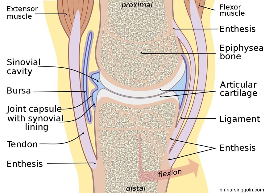 অস্থিসন্ধির শ্রেণিবিন্যাস