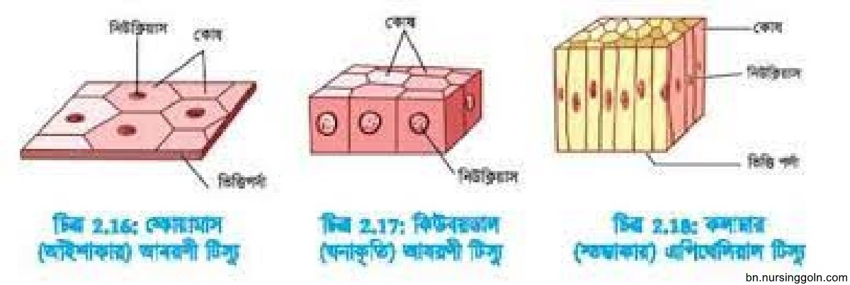 প্রাণিটিস্যুর প্রকারভেদ