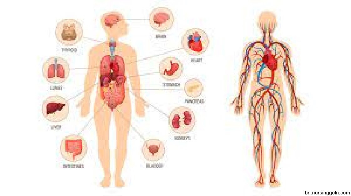 সাধারণ স্বাস্থ্য পরীক্ষা বা হেল্থ স্ক্রিনিং