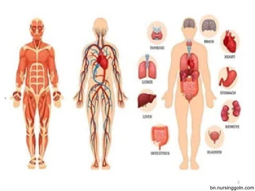 সাধারণ স্বাস্থ্য পরীক্ষা বা হেল্থ স্ক্রিনিং