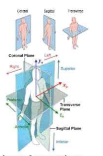 দেহতত্ত্ব ও শরীরতত্ত্ব সংক্রান্ত পরিভাষা