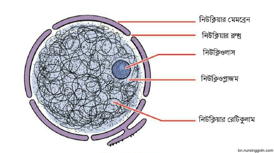দেহের মৌলিক গঠন