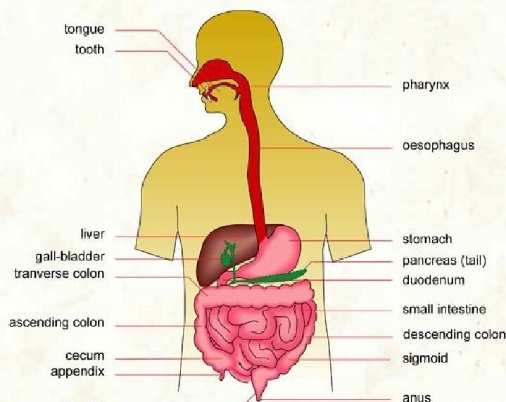 অঙ্গ ও তন্ত্র