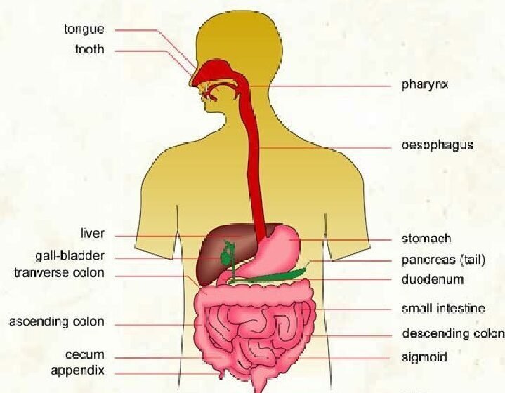 অঙ্গ ও তন্ত্র