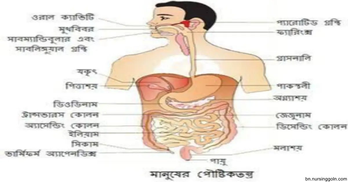 পরিপাকতন্ত্র বা পৌষ্টিকতন্ত্র