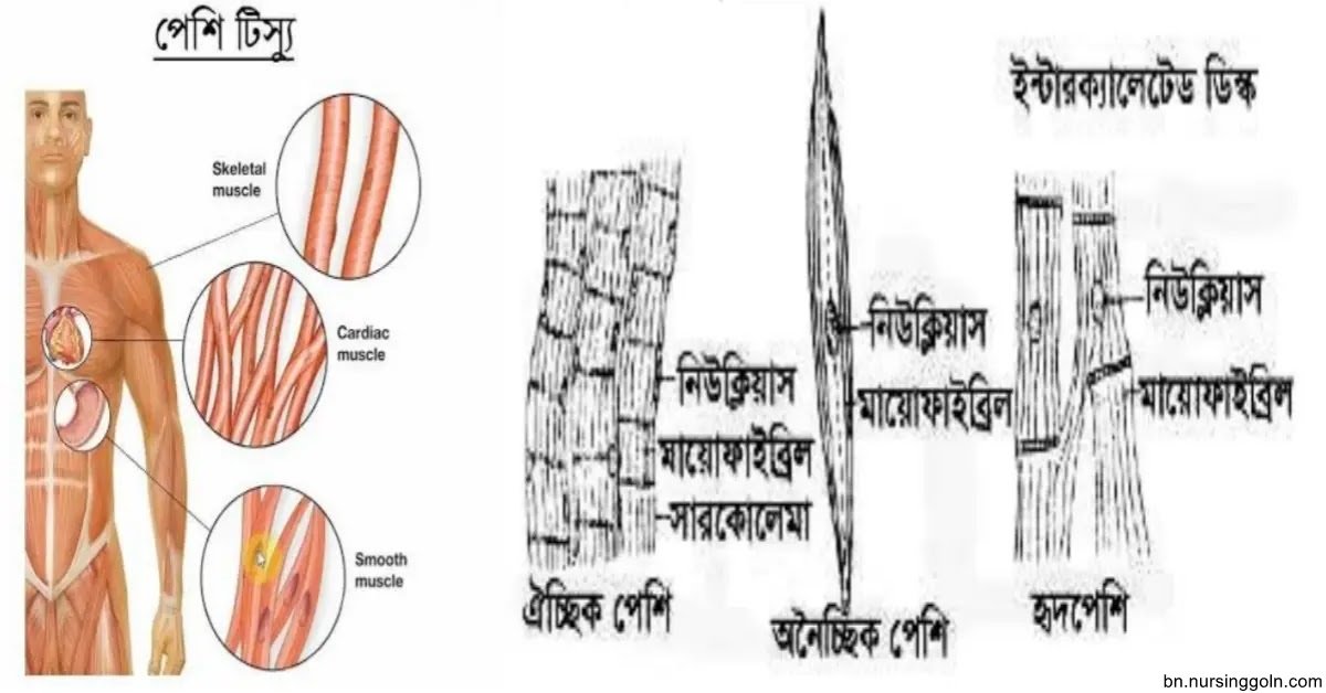 পেশি টিস্যু (Muscular Tissue)