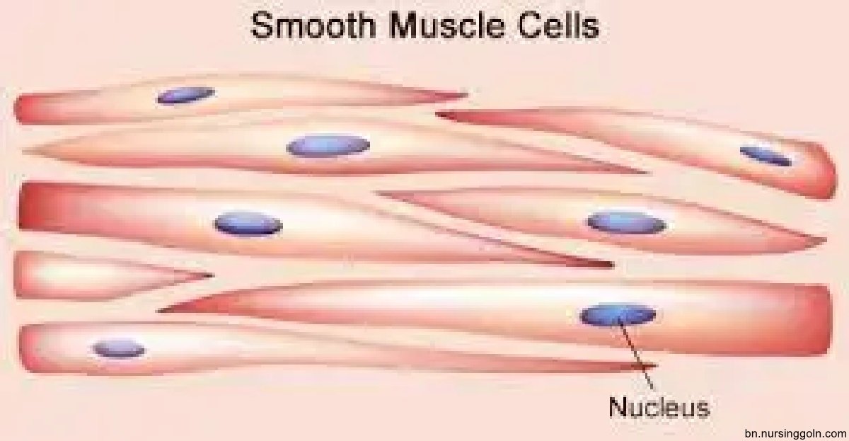 পেশি টিস্যু (Muscular Tissue)