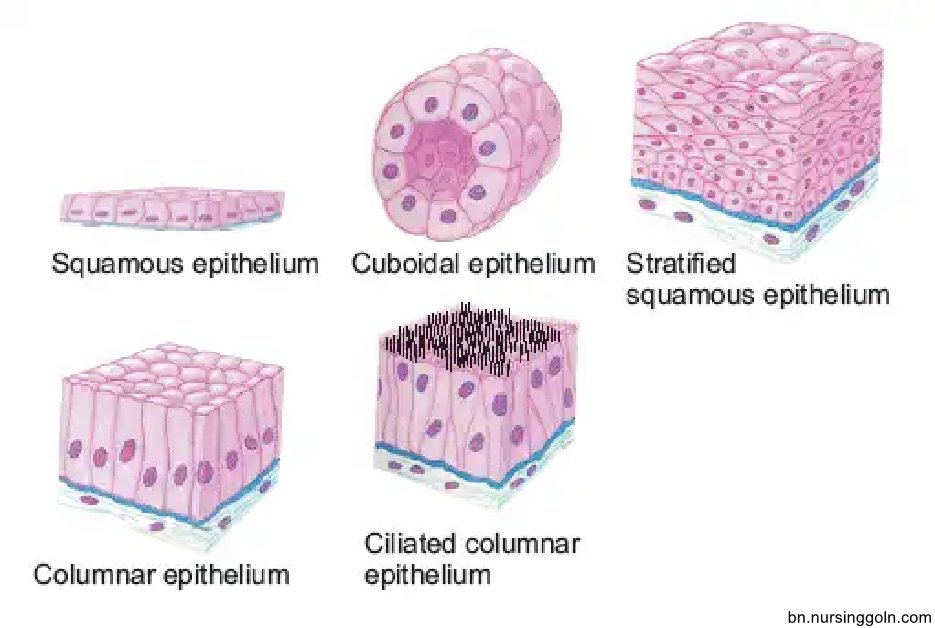 প্রাণিটিস্যুর প্রকারভেদ