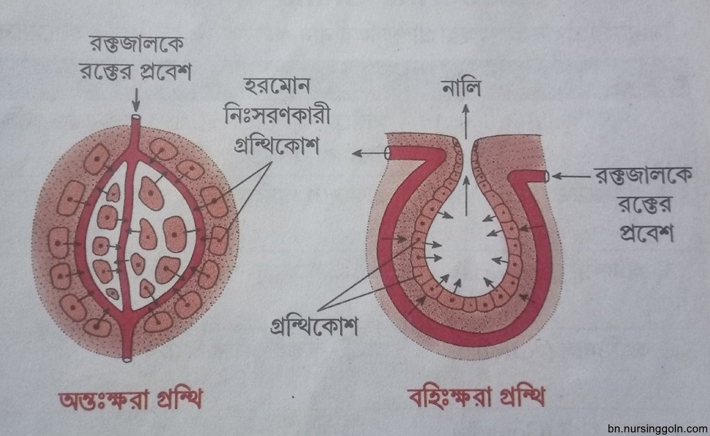 প্রাণিটিস্যুর প্রকারভেদ