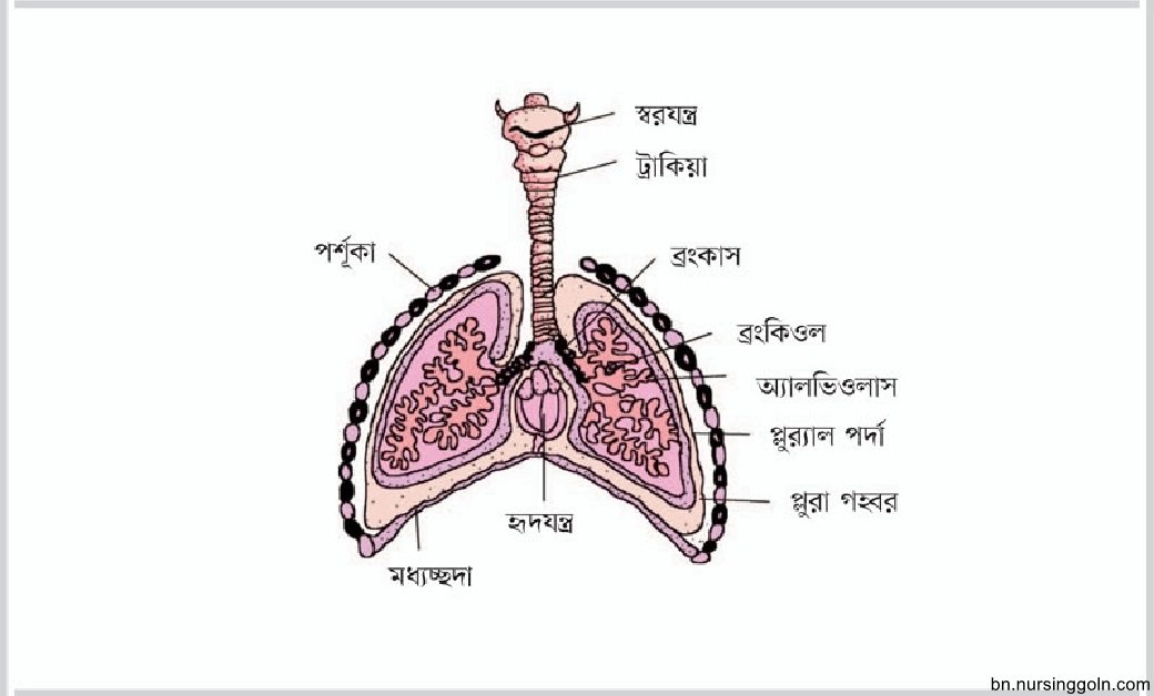 মানব শ্বসনতন্ত্র