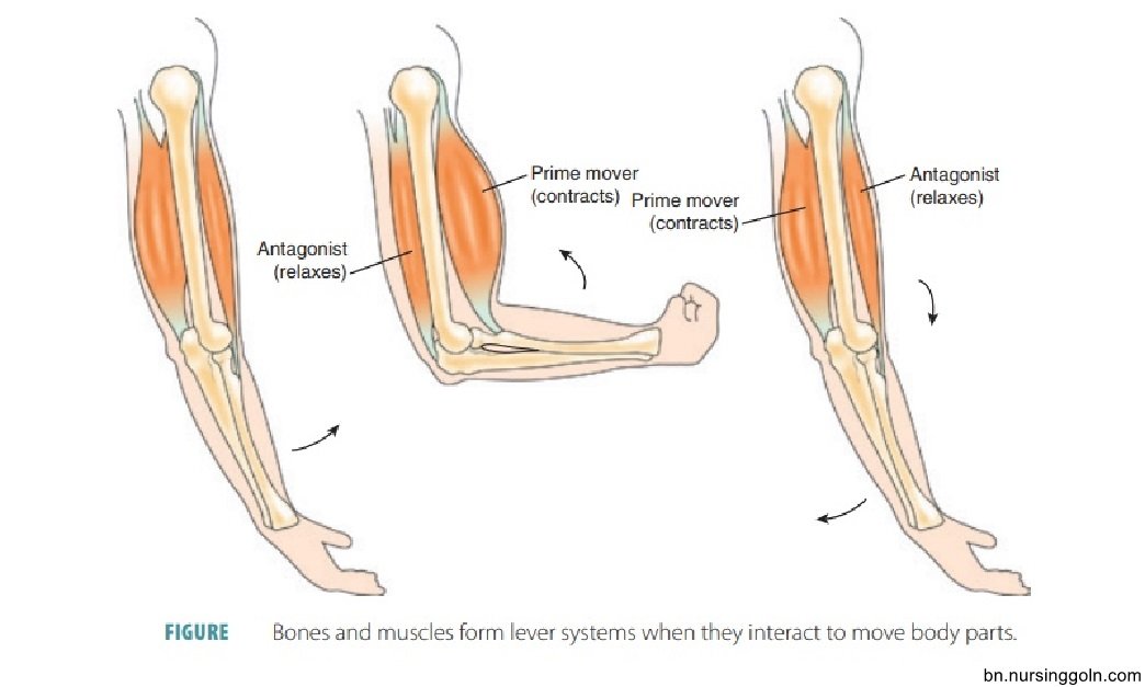 মানুষের চলনে অস্থি ও পেশির ভূমিকা