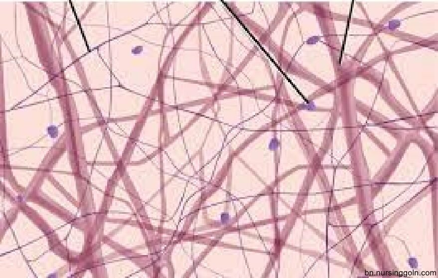 প্রাণিটিস্যুর প্রকারভেদ