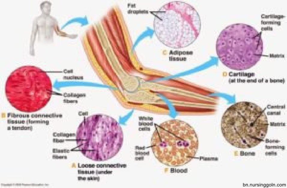 প্রাণিটিস্যুর প্রকারভেদ