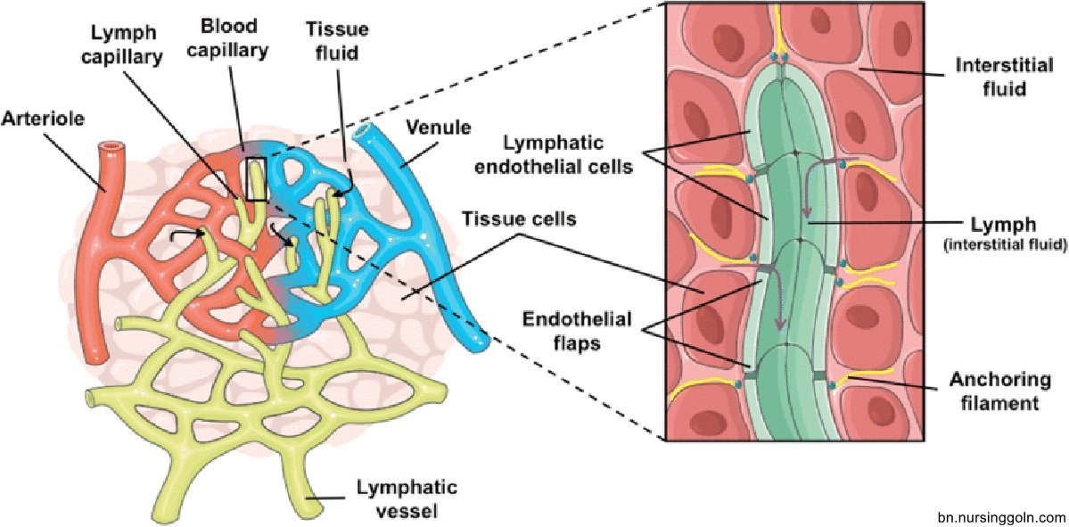 মানবদেহে রক্ত