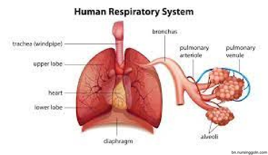 শ্বসন পদ্ধতি