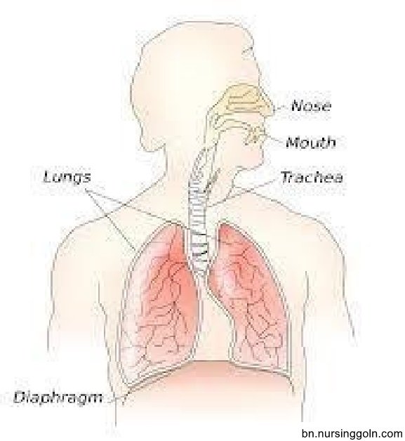 শ্বসন পদ্ধতি