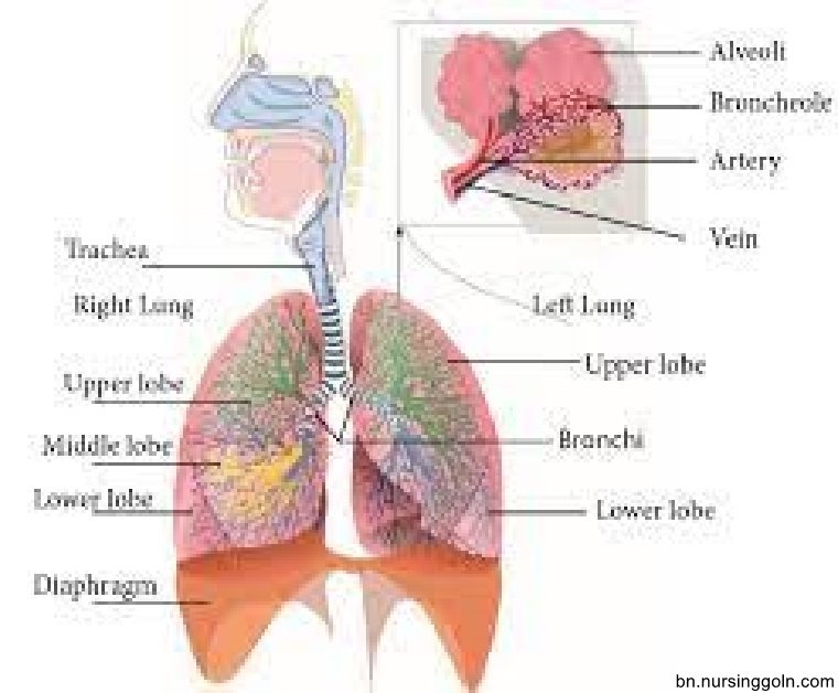 শ্বসন পদ্ধতি