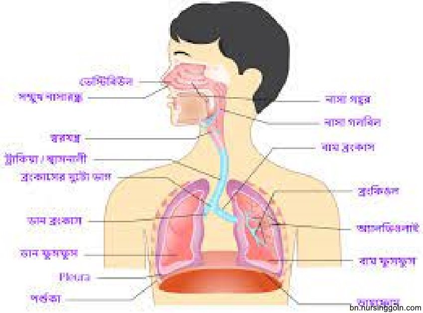 মানব শ্বসনতন্ত্র