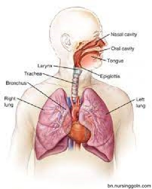 মানব শ্বসনতন্ত্র