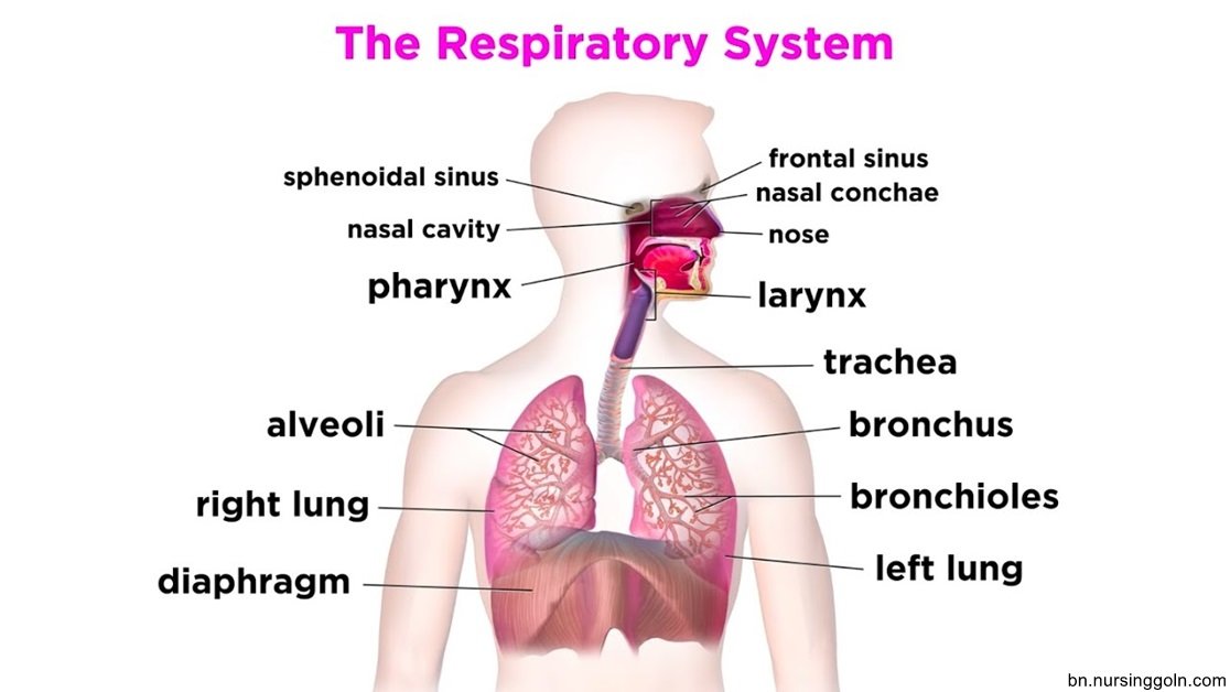 মানব শ্বসনতন্ত্র
