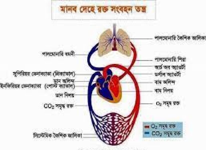 হৃদপিন্ডের মাধ্যমে রক্তসংবহন