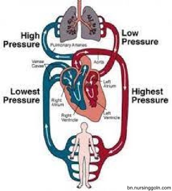 হৃদপিন্ডের মাধ্যমে রক্তসংবহন