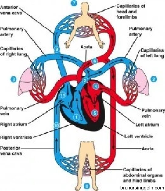হৃদপিন্ডের মাধ্যমে রক্তসংবহন