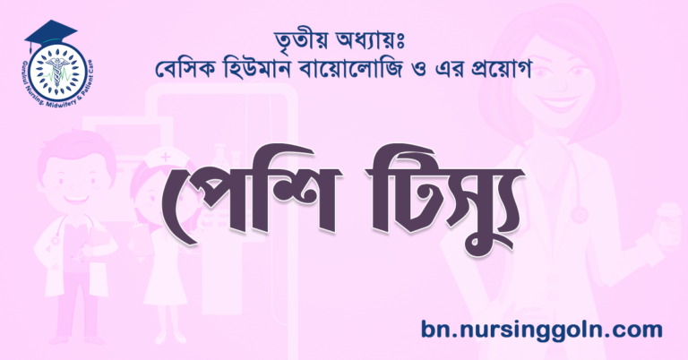 পেশি টিস্যু