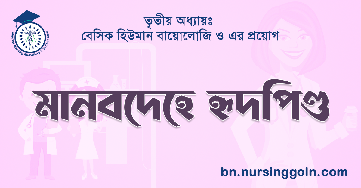 মানবদেহে হৃদপিণ্ড