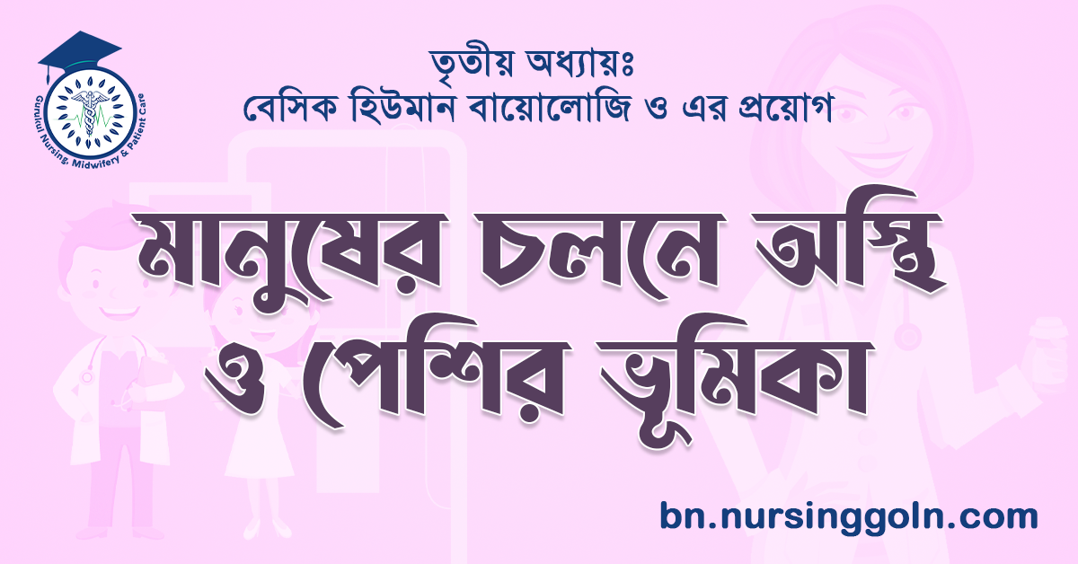 মানুষের চলনে অস্থি ও পেশির ভূমিকা